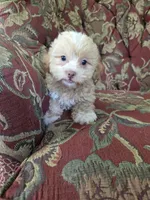 Peach, a female Shihpoo for sale in Higbee, MO – 4 of 5