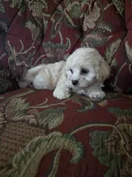 Bella, a female Shihpoo for sale in Higbee, MO – 7 of 7
