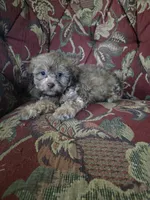 Tiger, a male Shihpoo for sale in Higbee, MO – 3 of 4