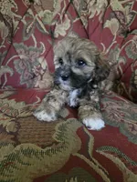 Ducky, a female Shihpoo for sale in Higbee, MO – 5 of 7