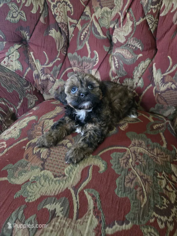 Strudel – Shihpoo puppy for sale in Higbee, MO