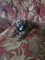Strudel, a female Shihpoo for sale in Higbee, MO – 1 of 5