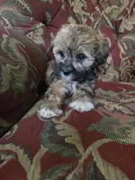 Ducky, a female Shihpoo for sale in Higbee, MO – 3 of 7