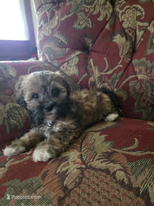 Ducky – Shihpoo puppy for sale in Higbee, MO