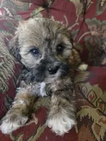 Ducky, a female Shihpoo for sale in Higbee, MO – 2 of 7