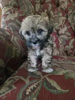 Ducky, a female Shihpoo for sale in Higbee, MO – 6 of 7