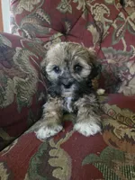 Ducky, a female Shihpoo for sale in Higbee, MO – 4 of 7