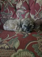 Lily, a female Shihpoo for sale in Higbee, MO – 5 of 6
