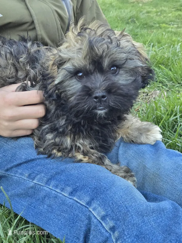 Oscar – Shihpoo puppy for sale in Higbee, MO