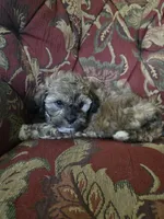 Lily, a female Shihpoo for sale in Higbee, MO – 2 of 6