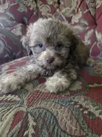 Tiger, a male Shihpoo for sale in Higbee, MO – 4 of 4