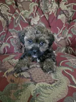 Strudel, a female Shihpoo for sale in Higbee, MO – 4 of 5