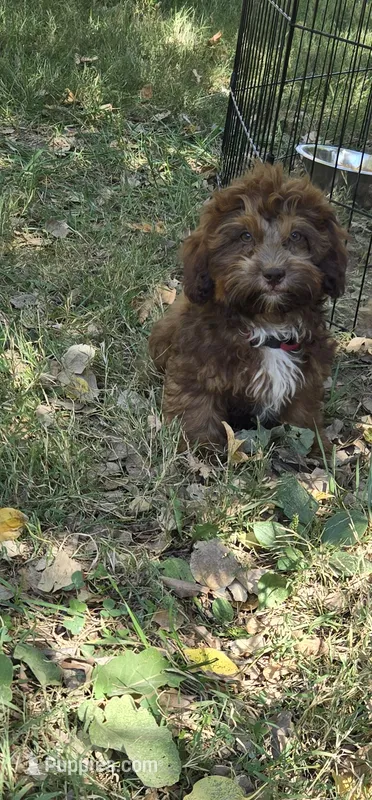 Peanut – Shihpoo puppy for sale in Higbee, MO