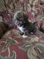Mario, a male Shihpoo for sale in Higbee, MO – 3 of 4