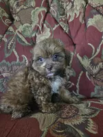 Biscuit, a male Shihpoo for sale in Higbee, MO – 4 of 4