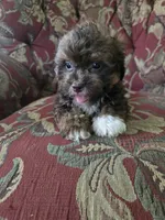 Mario, a male Shihpoo for sale in Higbee, MO – 4 of 4