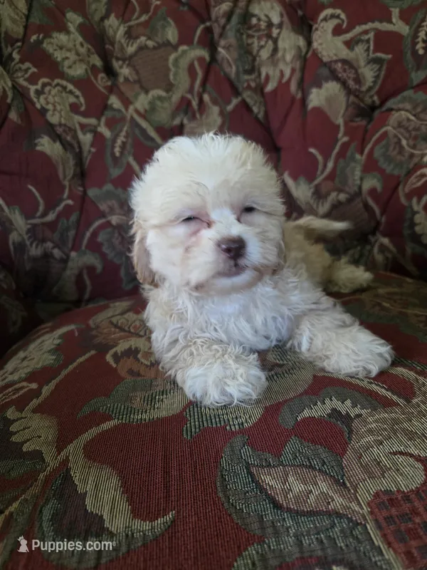 Dexter – Shihpoo puppy for sale in Higbee, MO