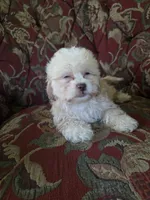 Dexter, a male Shihpoo for sale in Higbee, MO – 1 of 4