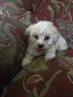 Bella, a female Shihpoo for sale in Higbee, MO – 4 of 7