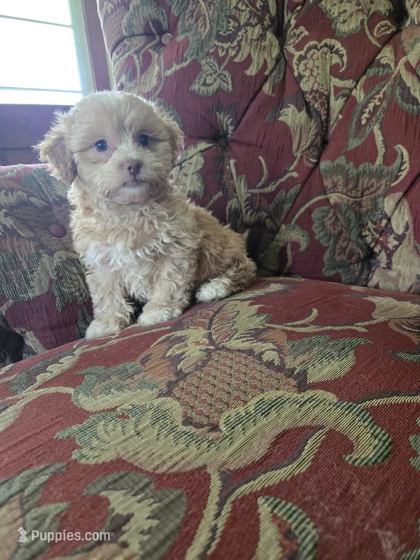 Peach – Shihpoo puppy for sale in Higbee, MO