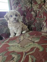 Peach, a female Shihpoo for sale in Higbee, MO – 1 of 5