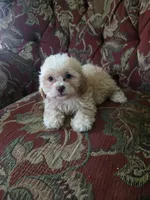 Dexter, a male Shihpoo for sale in Higbee, MO – 3 of 4