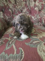 Mario, a male Shihpoo for sale in Higbee, MO – 2 of 4