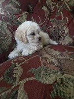 Bella, a female Shihpoo for sale in Higbee, MO – 5 of 7
