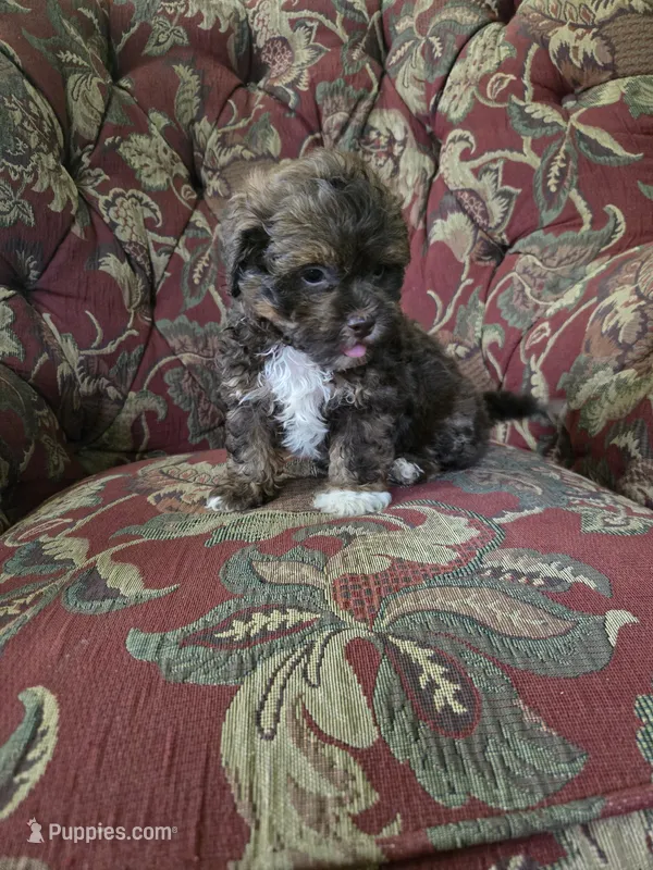 Mario – Shihpoo puppy for sale in Higbee, MO