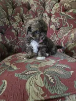 Mario, a male Shihpoo for sale in Higbee, MO – 1 of 4