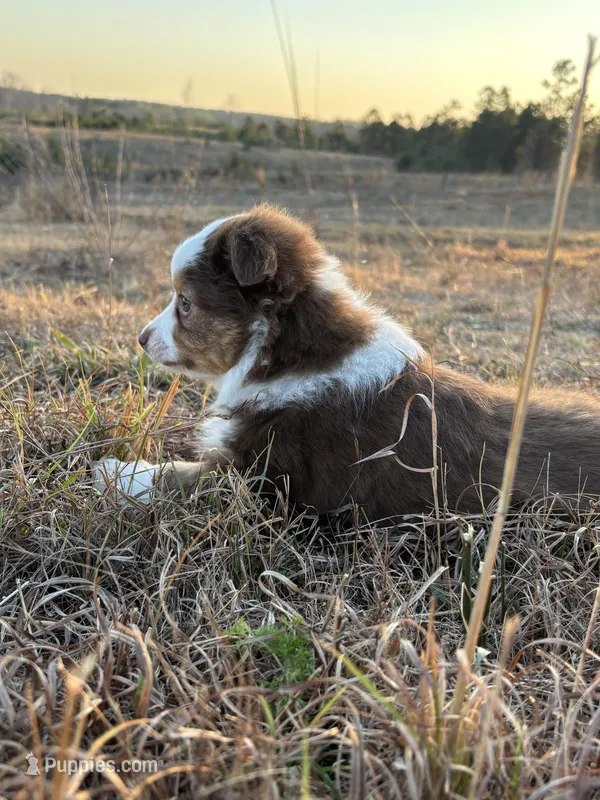 Pepper - Red Tri – Miniature Australian Shepherd, Toy Australian Shepherd puppy for sale in Carrollton, GA