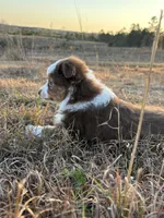 Pepper - Red Tri, a male Miniature Australian Shepherd and Toy Australian Shepherd for sale in Carrollton, GA – Photo 1 of 5