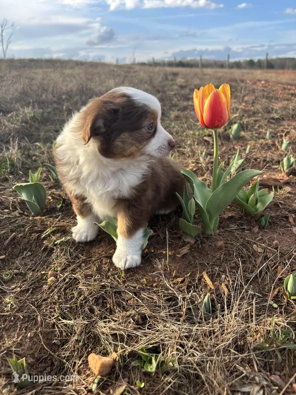 Pepper - Red Tri – Miniature Australian Shepherd, Toy Australian Shepherd puppy for sale in Carrollton, GA