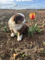 Pepper - Red Tri, a male Miniature Australian Shepherd and Toy Australian Shepherd for sale in Carrollton, GA – Photo 1 of 3