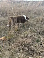 Pepper - Red Tri, a male Miniature Australian Shepherd and Toy Australian Shepherd for sale in Carrollton, GA – Photo 3 of 3