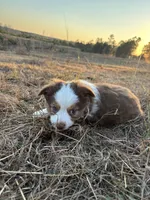 Pepper - Red Tri, a male Miniature Australian Shepherd and Toy Australian Shepherd for sale in Carrollton, GA – Photo 3 of 5
