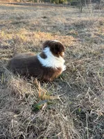 Pepper - Red Tri, a male Miniature Australian Shepherd and Toy Australian Shepherd for sale in Carrollton, GA – Photo 5 of 5