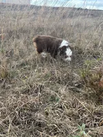 Pepper - Red Tri, a male Miniature Australian Shepherd and Toy Australian Shepherd for sale in Carrollton, GA – Photo 2 of 3
