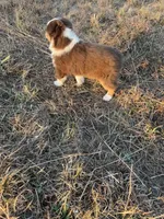 Pepper - Red Tri, a male Miniature Australian Shepherd and Toy Australian Shepherd for sale in Carrollton, GA – Photo 4 of 5