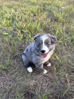 Blue Merle F, a female Toy Australian Shepherd for sale in Carrollton, GA – 4 of 7