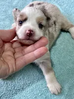 Sunshine , a female Toy Australian Shepherd for sale in Carrollton, GA – 1 of 3