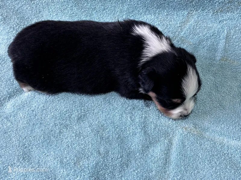 Black Tri Male – Toy Australian Shepherd puppy on hold in Carrollton, GA