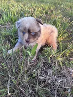 Pecan Pie, a female Toy Australian Shepherd for sale in Carrollton, GA – 3 of 3