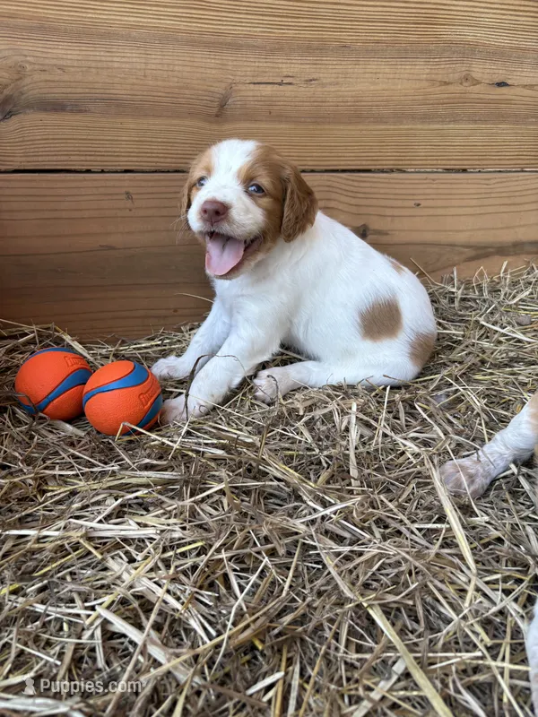 Snowflake – Brittany puppy for sale in Carrollton, GA
