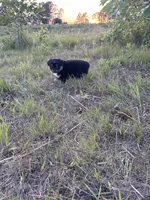 Black Tri F, a female Toy Australian Shepherd for sale in Carrollton, GA – 3 of 4