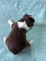 Coco, a female Toy Australian Shepherd for sale in Carrollton, GA – 3 of 3