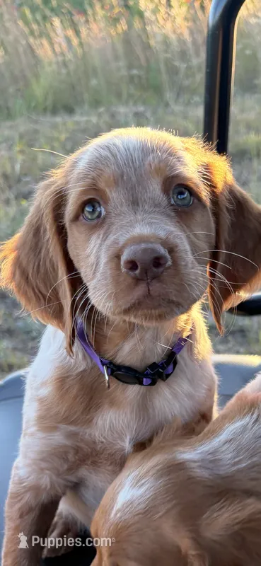 Pumpkin- Orange Roan – Brittany puppy for sale in Carrollton, GA