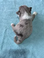 T-Rex, a male Toy Australian Shepherd for sale in Carrollton, GA – 3 of 4