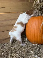Moji- Orange Roan, a male Brittany for sale in Carrollton, GA – 3 of 8