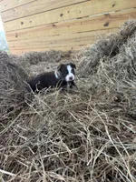 Pearl - Red Tri, a female Miniature Australian Shepherd and Toy Australian Shepherd for sale in Carrollton, GA – Photo 4 of 6